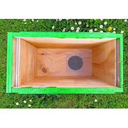 odkładówka wielkopolska